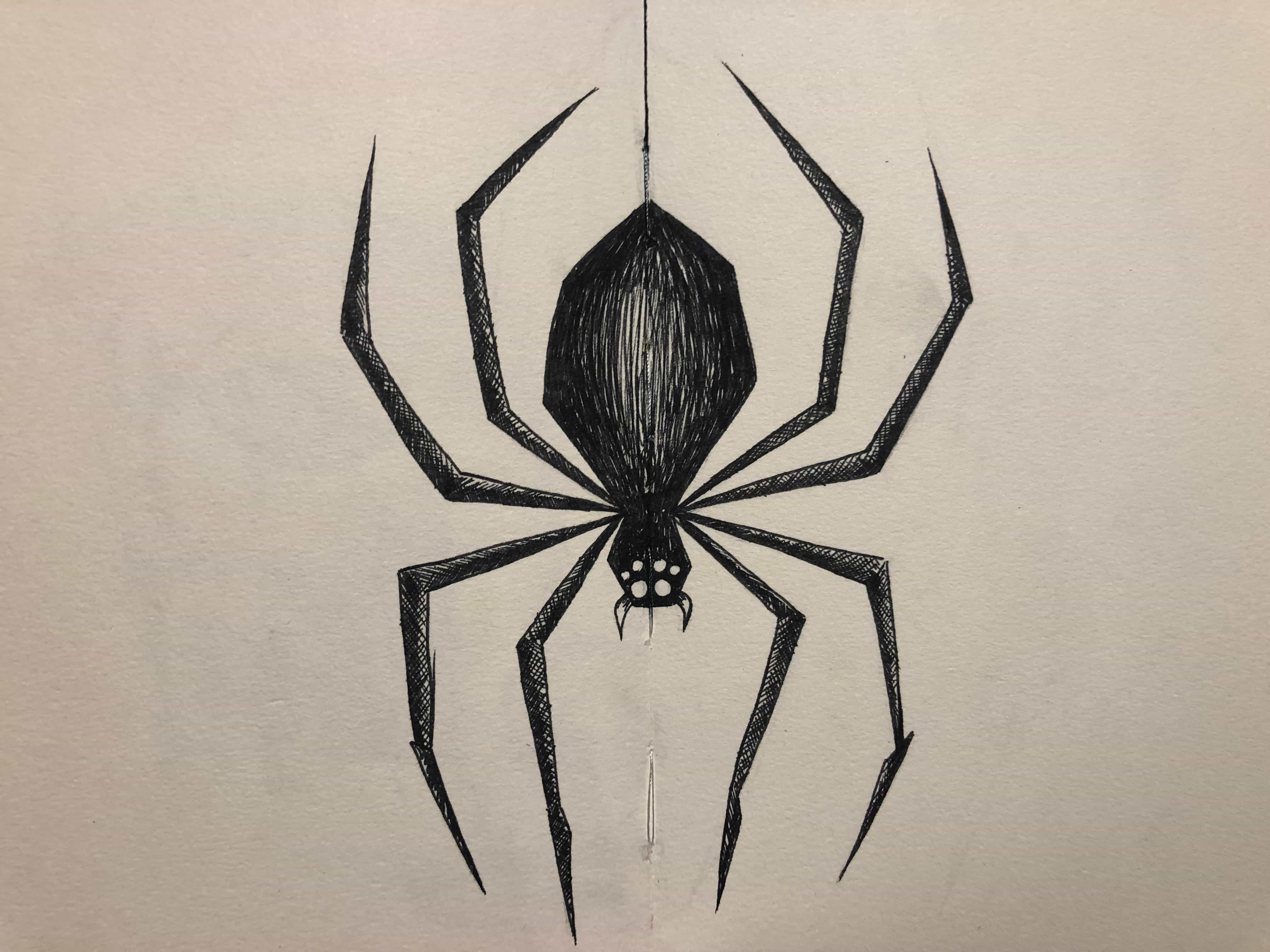 spider drawing